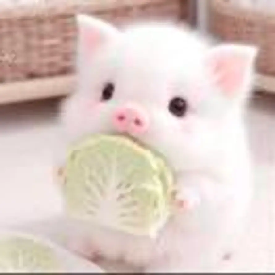 Redamancy的头像