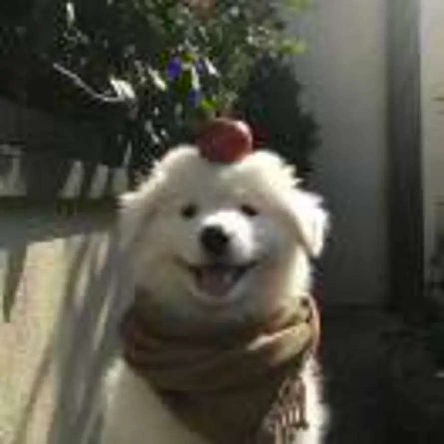 景行的头像