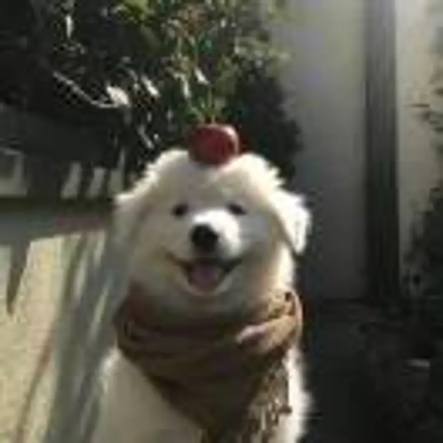 Mask的头像