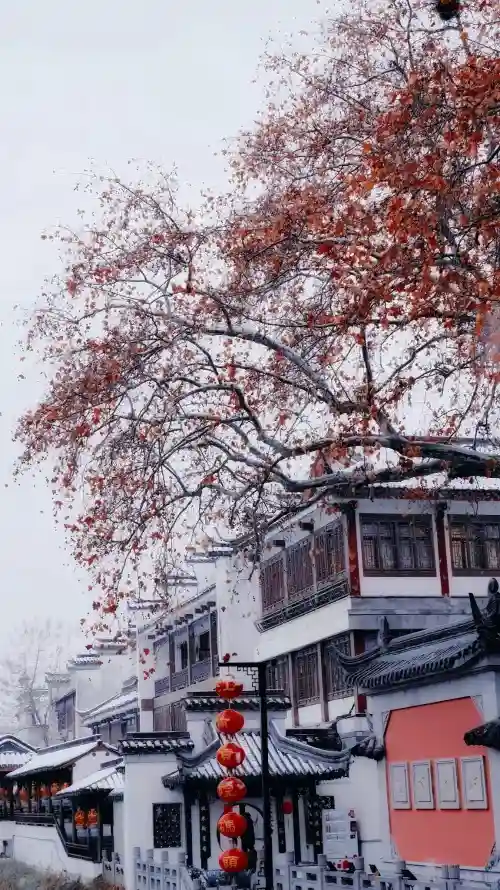 4k冬季壁纸 - 北京 - 树木 - 雪景「哲风壁纸」