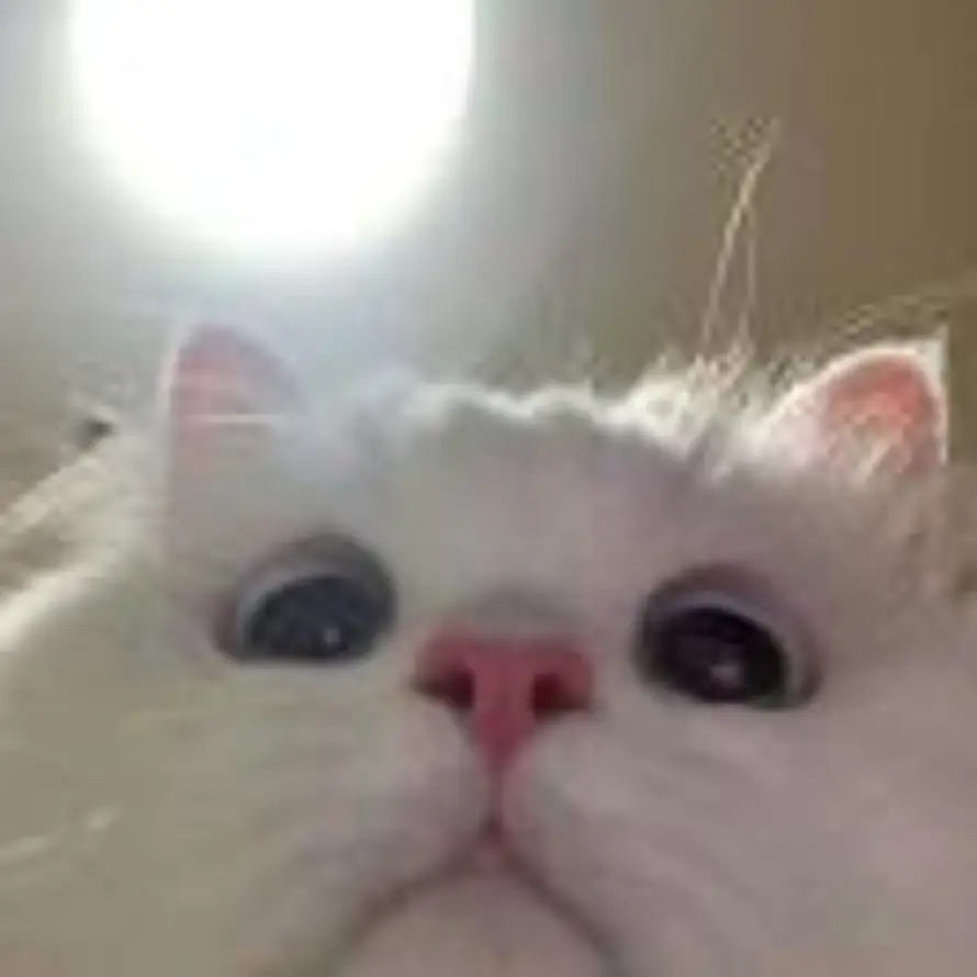 L的头像
