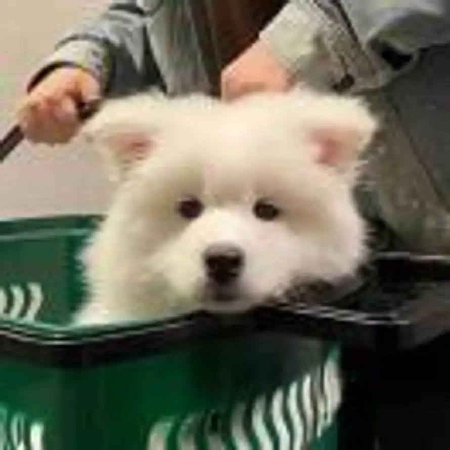 ya的头像