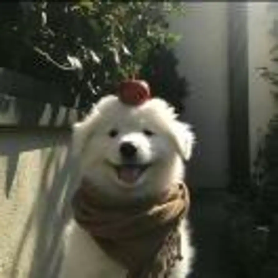 Mark的头像