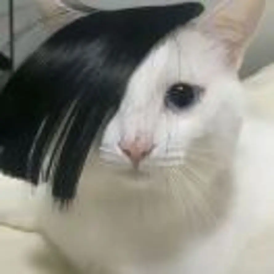 .的头像