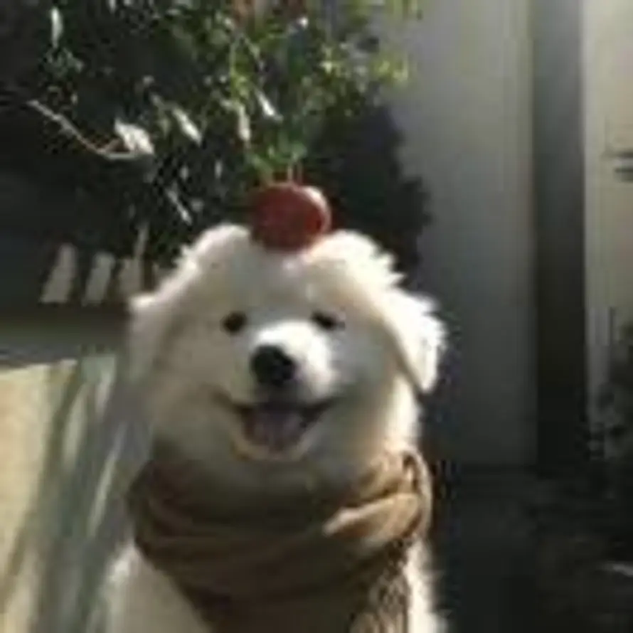 Fore.的头像