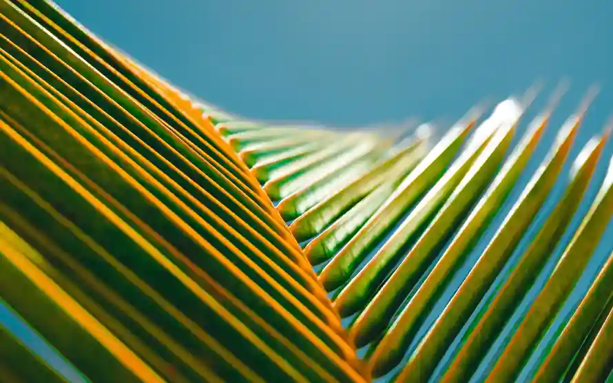 4k叶子壁纸-棕榈叶 - 叶脉-热带植物热门的壁纸「哲风壁纸」