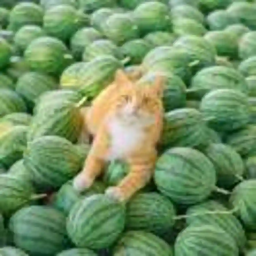 🐾的头像