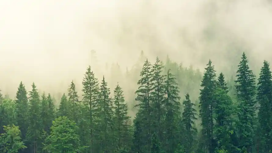 4k山林壁纸 - 朦胧 - 松树 - 森林「哲风壁纸」