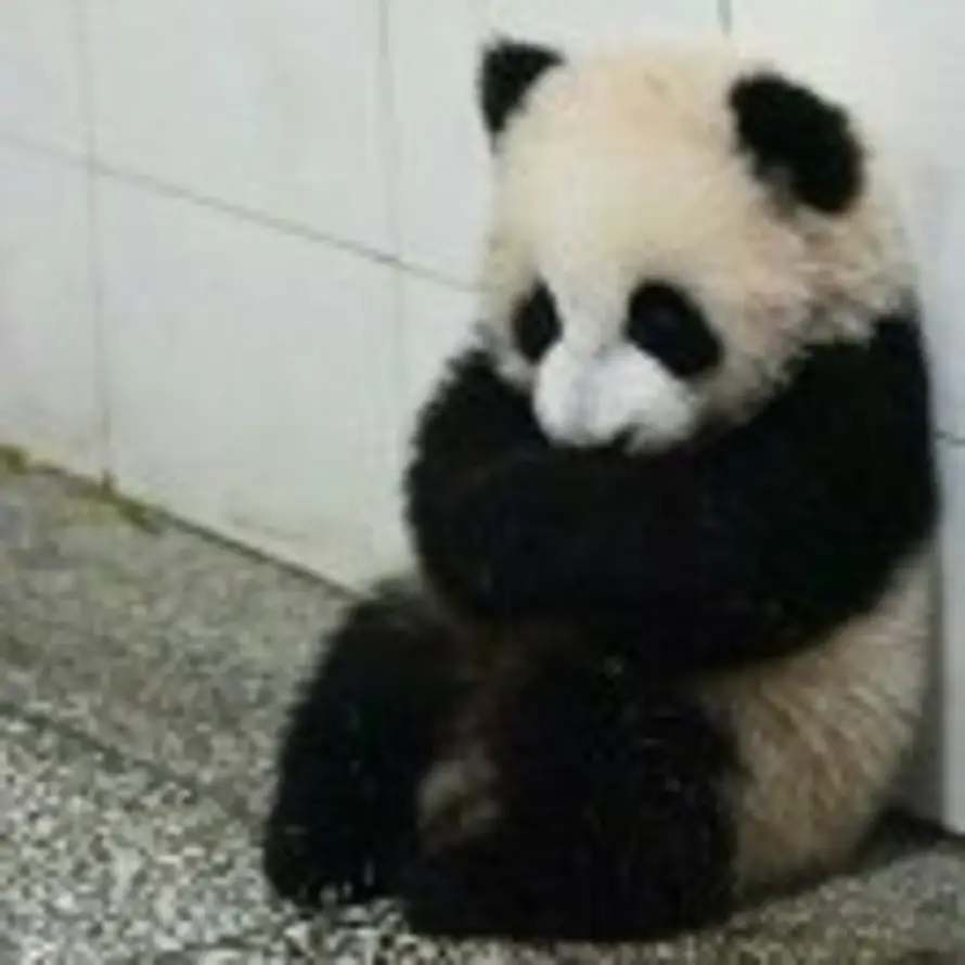 momo的头像