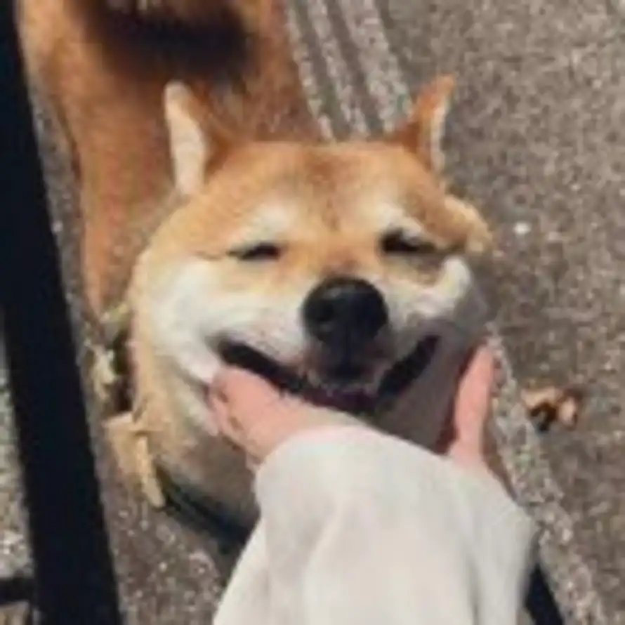 Immo的头像