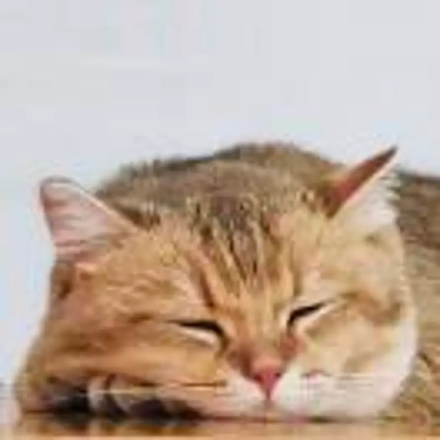 西西的头像