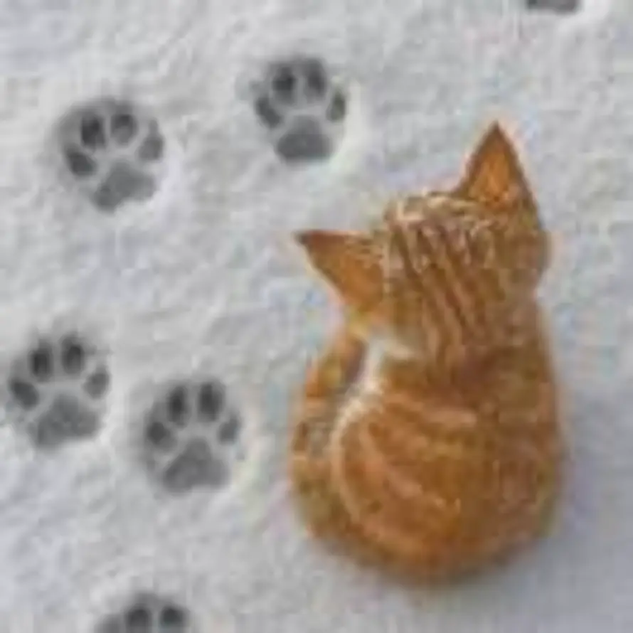 鼠鼠的头像