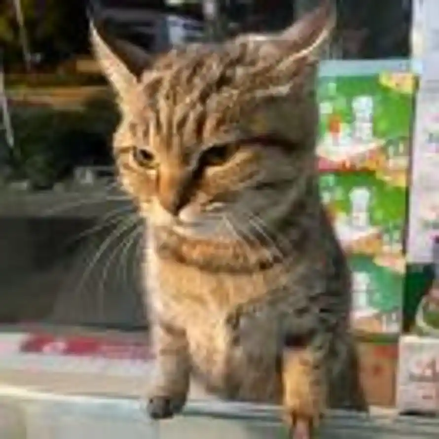 哈基l的头像