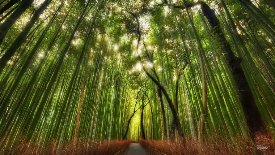 2k光影壁纸-林荫道 - 小径-自然风景壁纸分享「哲风壁纸」