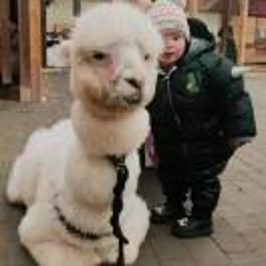 忘忧君的头像