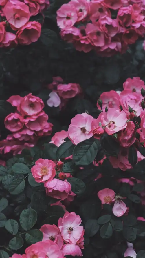 4k景深壁纸 - 植物 - 特写 - 花卉「哲风壁纸」