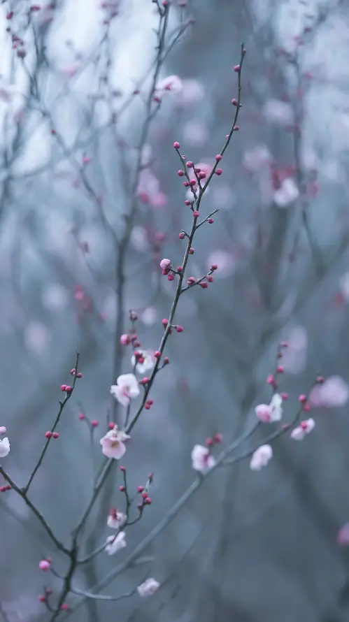 4k春天壁纸 - 景深 - 朦胧 - 植物「哲风壁纸」