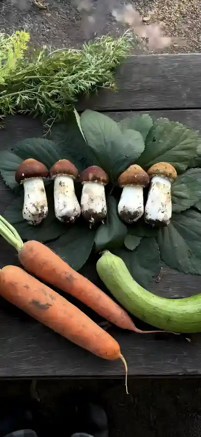 4k新鲜壁纸 - 有机 - 植物 - 简约「哲风壁纸」