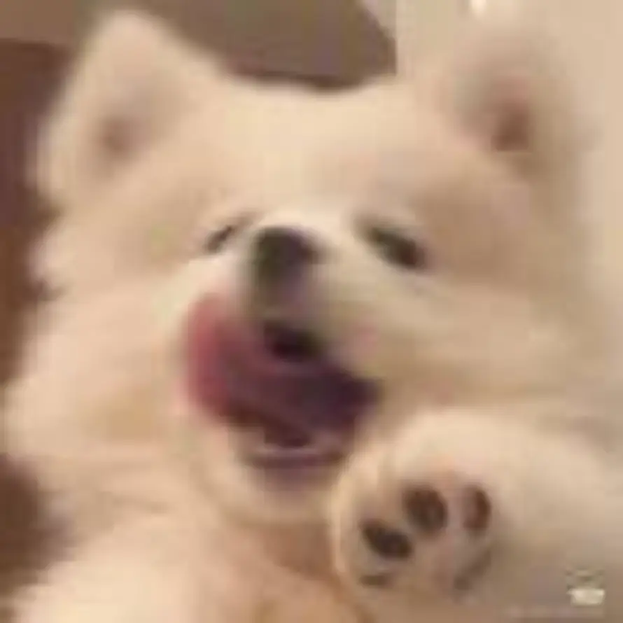 知桑榆.的头像
