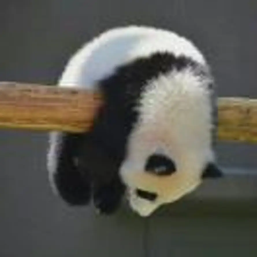 Y的头像