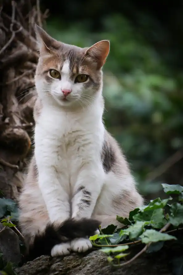 4k可爱壁纸 - 猫 - 坐姿 - 宠物「哲风壁纸」