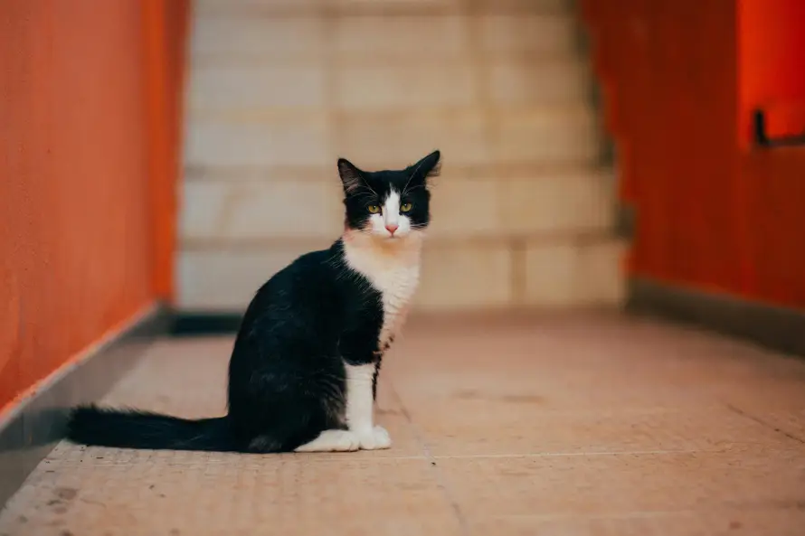 4k可爱壁纸 - 猫 - 坐姿 - 宠物「哲风壁纸」