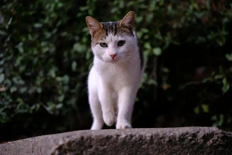 8k可爱壁纸-cat - 宠物-白色猫咪热门的壁纸「哲风壁纸」