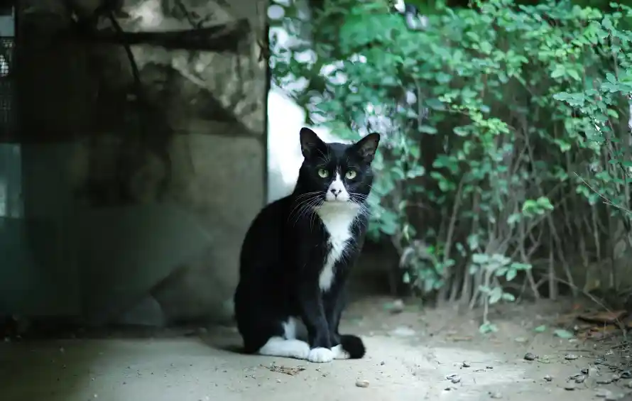 4k土墙壁纸 - 猫 - 坐姿 - 宠物「哲风壁纸」