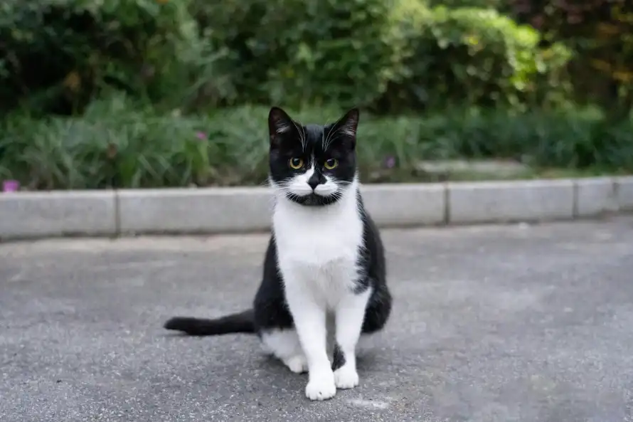 4k动物壁纸 - 猫 - 可爱 - 坐姿「哲风壁纸」