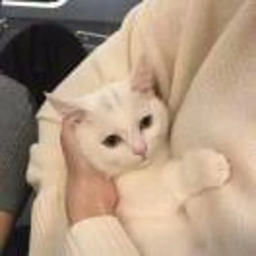 Dear的头像