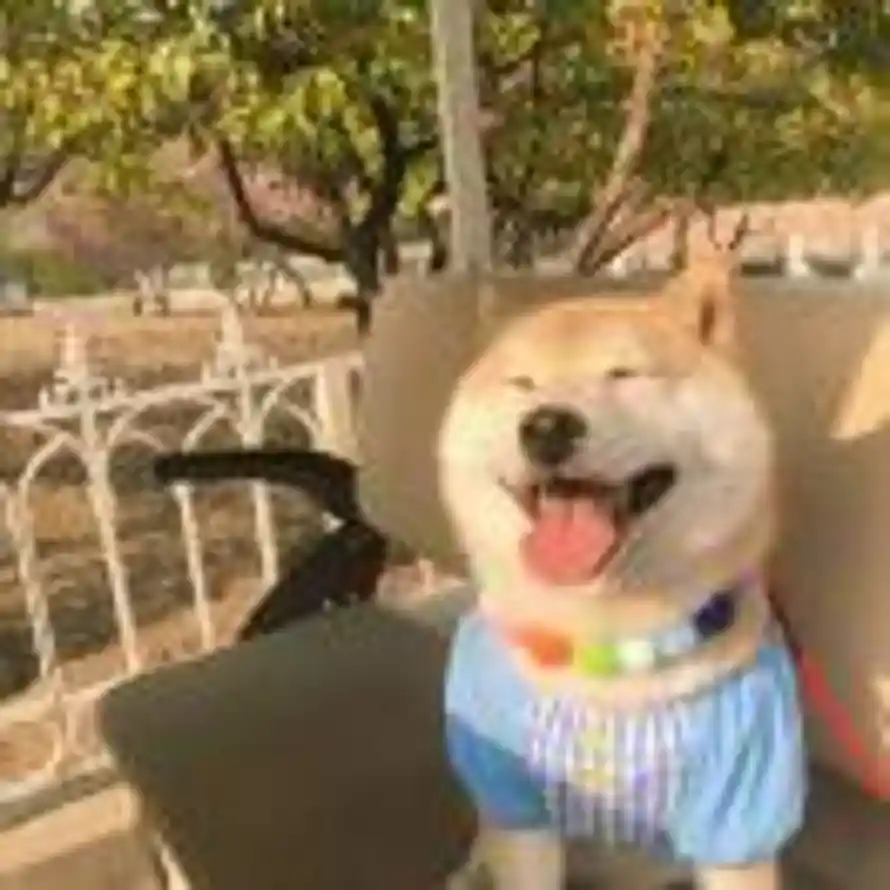 派大星的头像