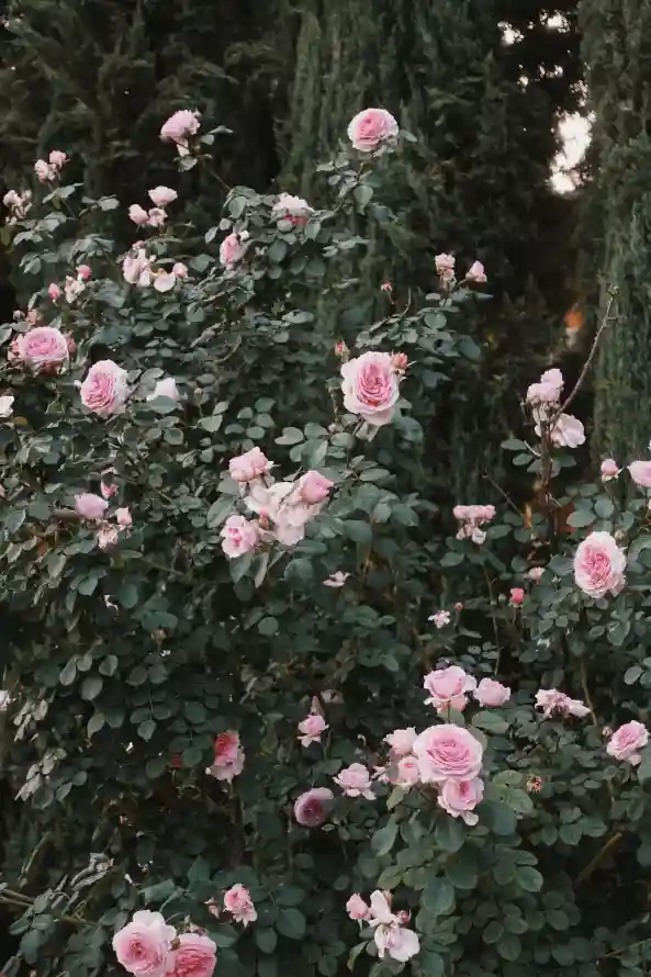 4k园艺壁纸 - 户外 - 景深 - 植物「哲风壁纸」