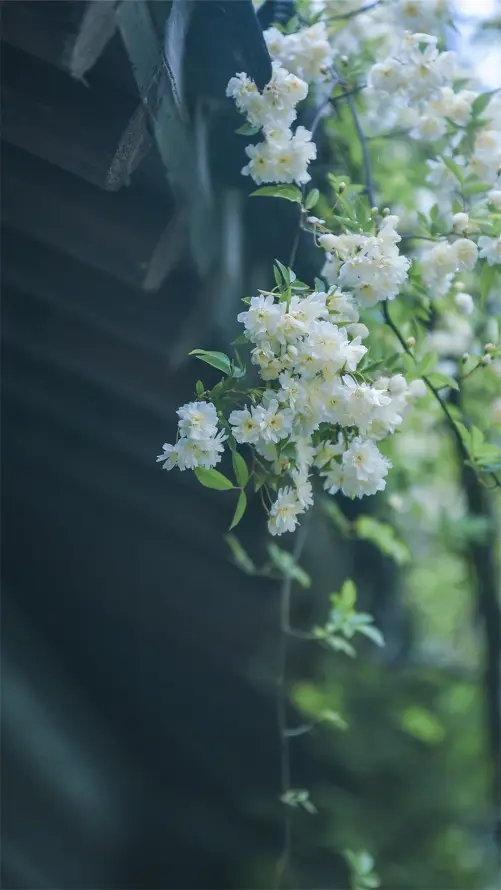 主题背景图片
