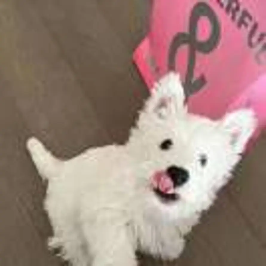 KK的头像