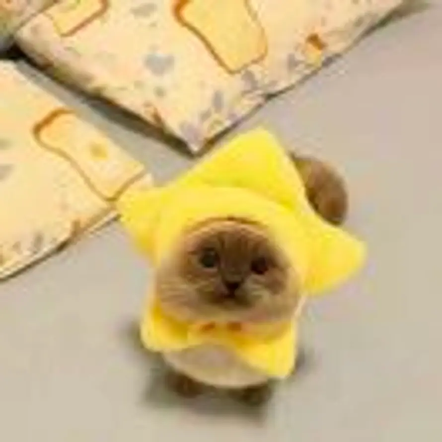 ฅ ฅ的头像