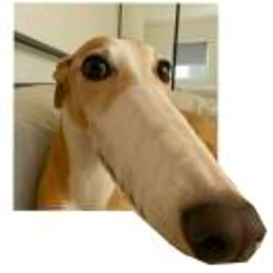 kimiF的头像