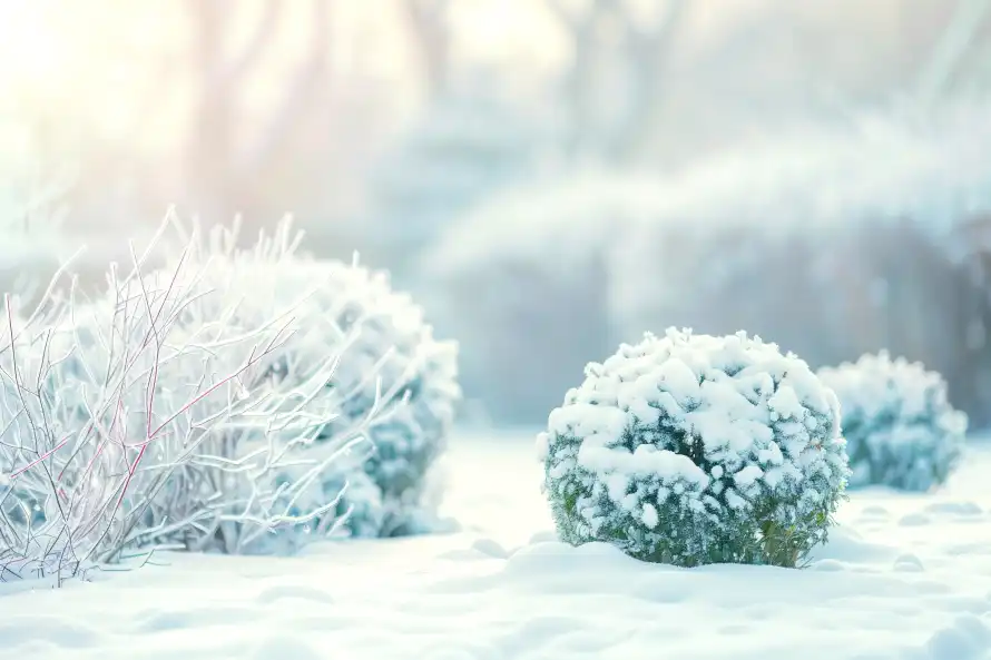 4k冬日壁纸 - 雪 - 冰霜 - 植物「哲风壁纸」
