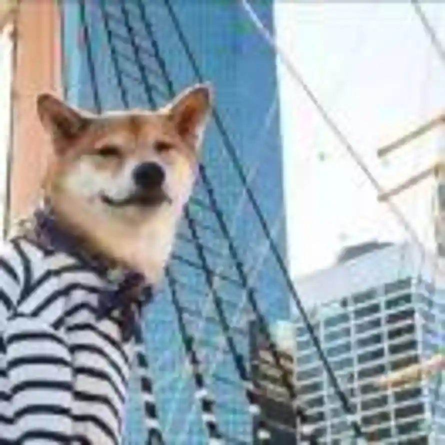 像我一洋葱明的头像