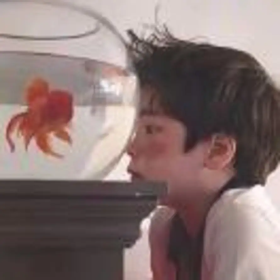菠萝吹水的头像