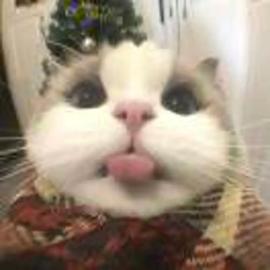 Felix的头像