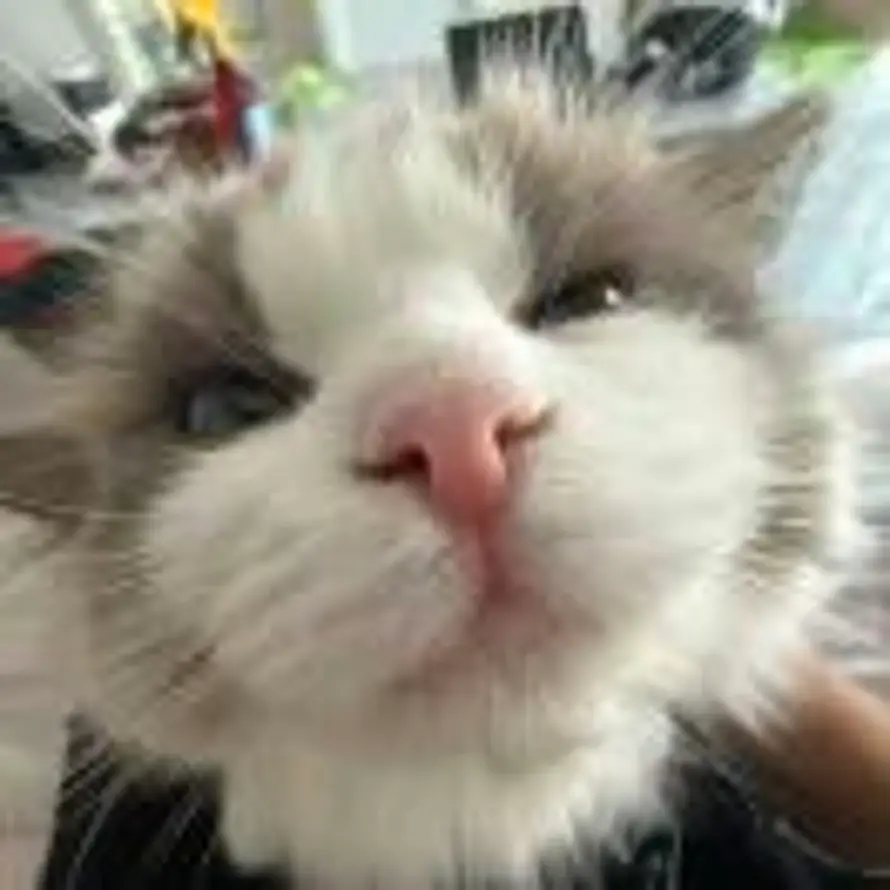Lzh的头像