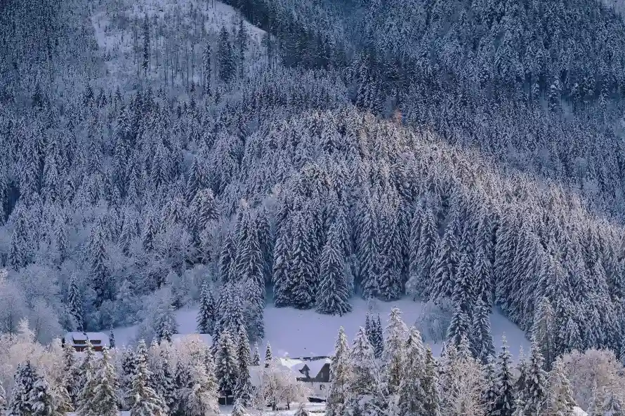 5k严寒壁纸-自然风光与雪林-壁纸分享「哲风壁纸」