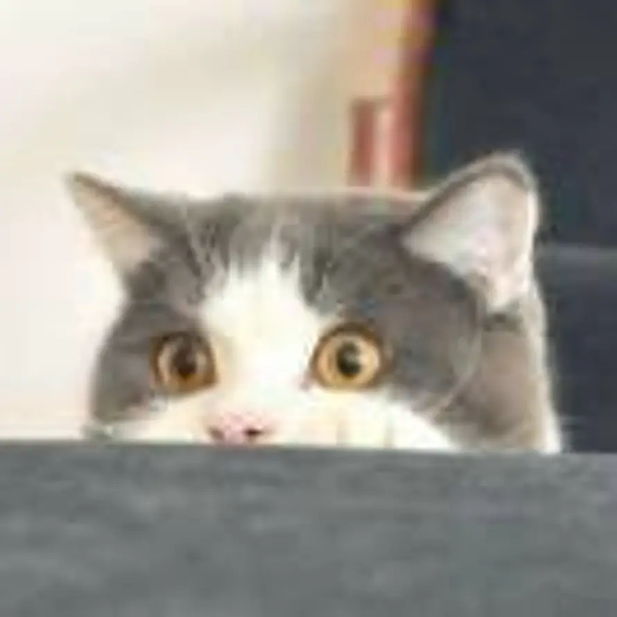 .的头像