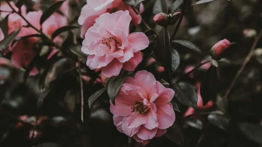 4k写风壁纸 - 花 - 复古 - 枝叶「哲风壁纸」