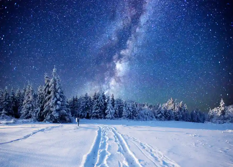 5k冬天壁纸-针叶林 - 雪景-热门的壁纸「哲风壁纸」