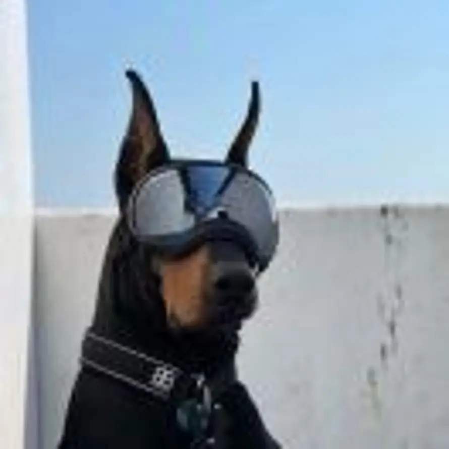 Ducati的头像