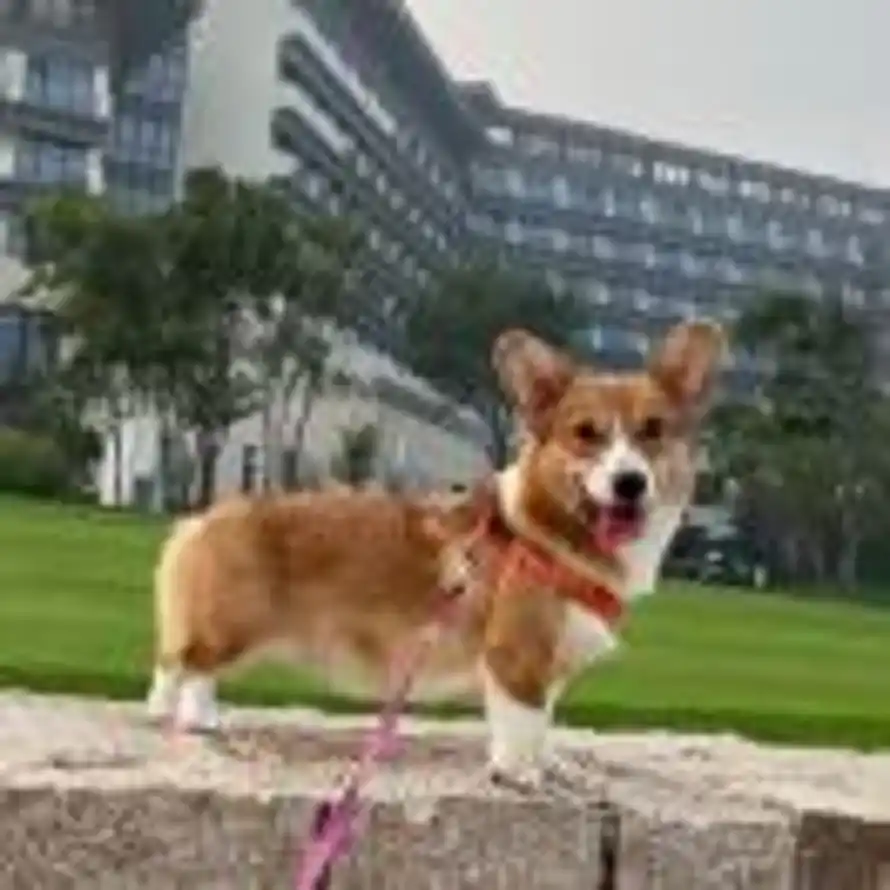 张玉成的头像