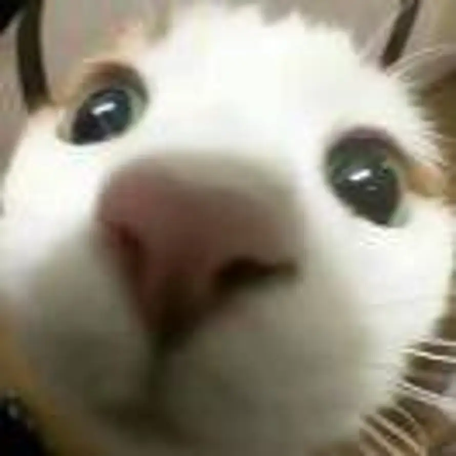 Wèi的头像