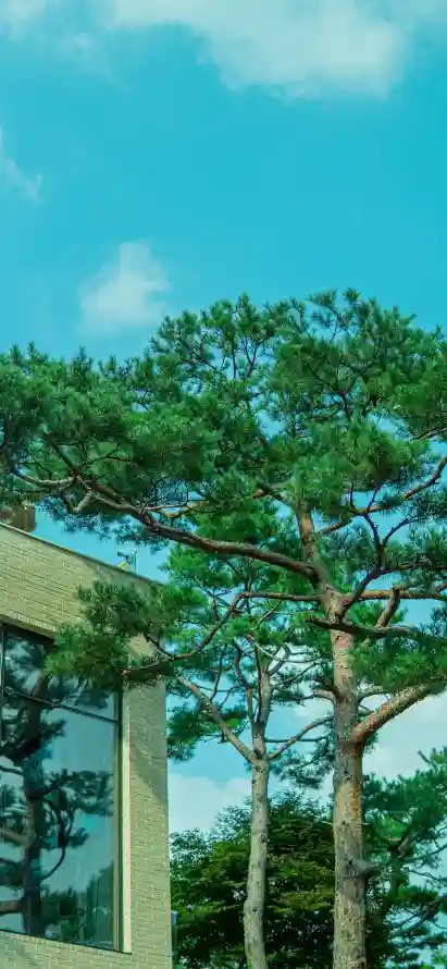 主题背景图片