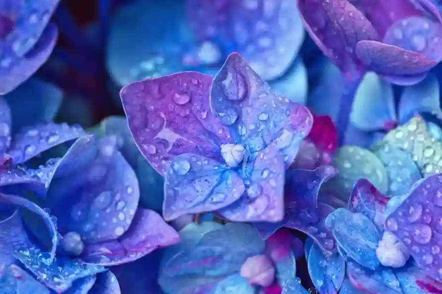 4k水珠壁纸 - 花 - 清新 - 特写「哲风壁纸」 4k水珠壁纸 - 花 - 清新 - 特写「哲风壁纸」